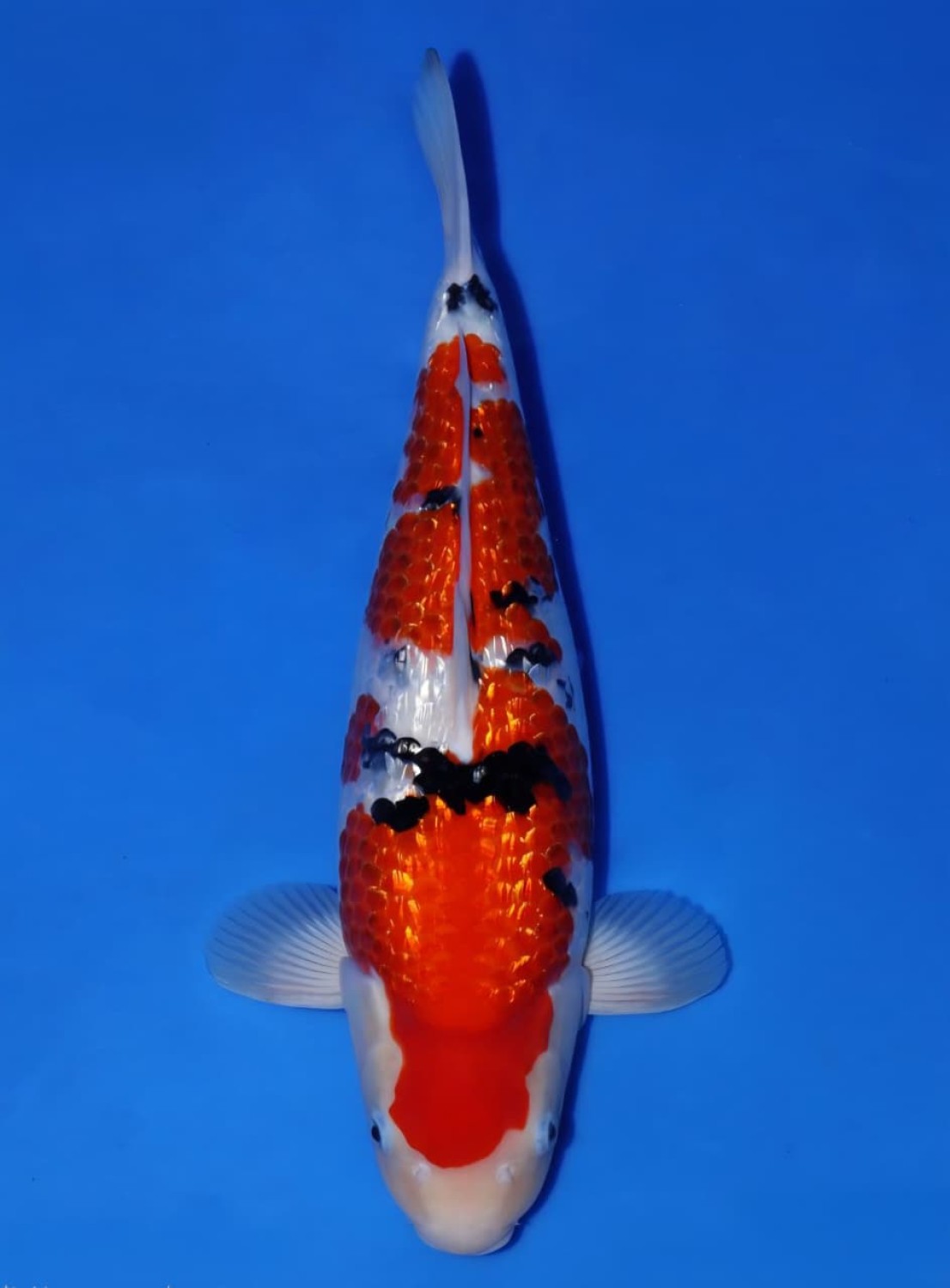 Best In Size B, 41 - 45 cm