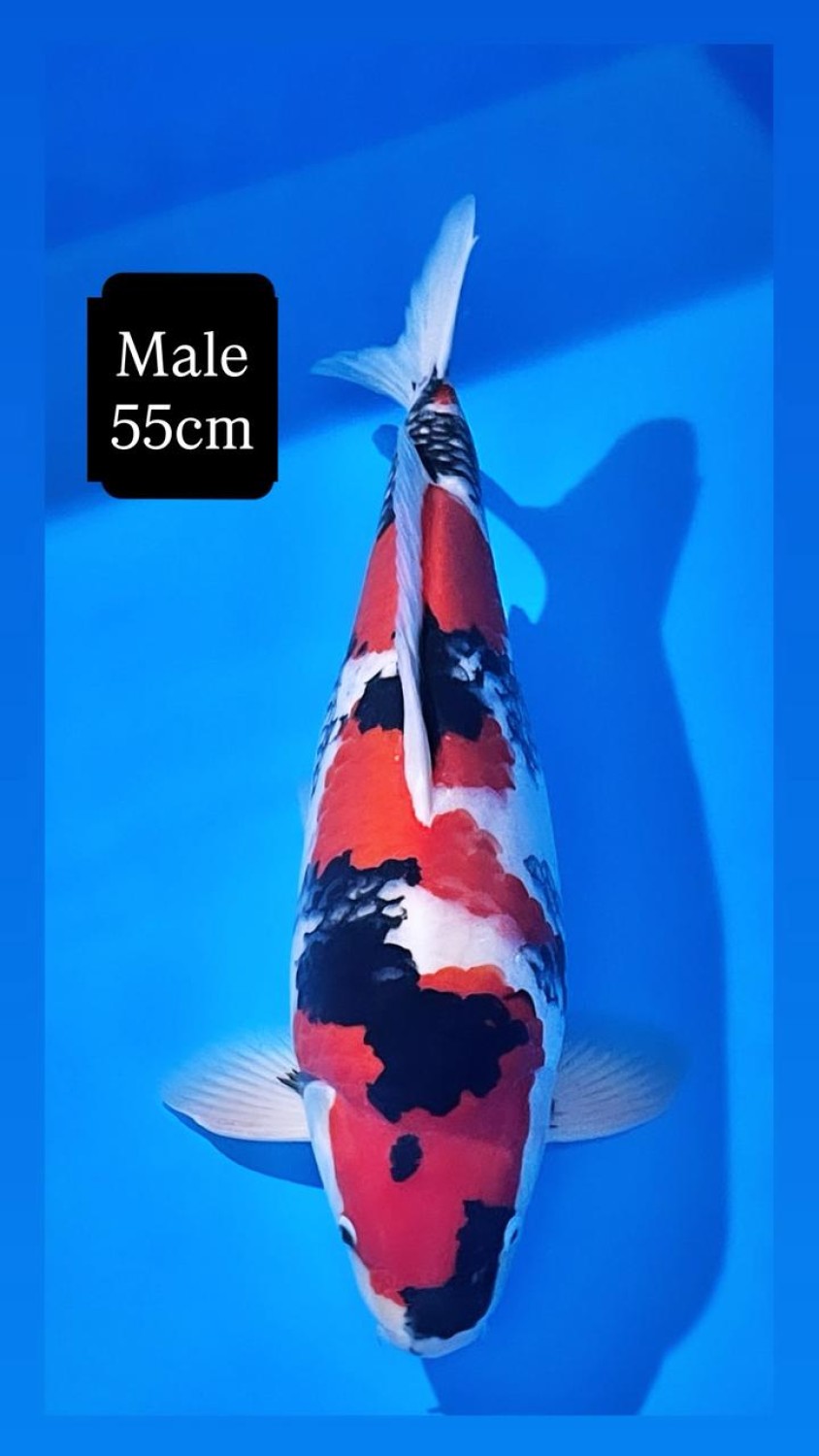 Best In Size A, 51 - 55 cm