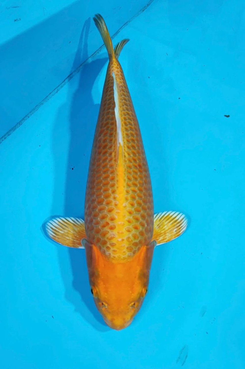Juara 1