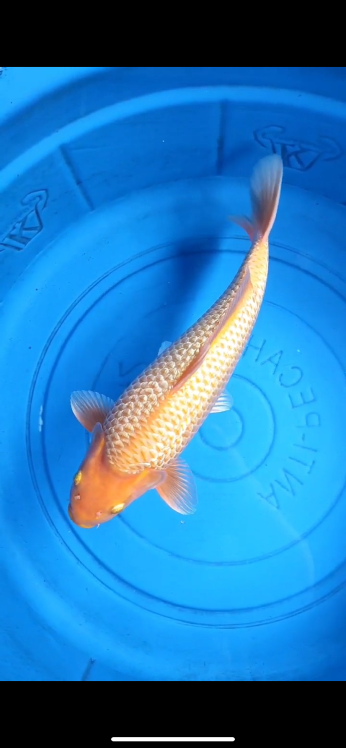 Juara 1