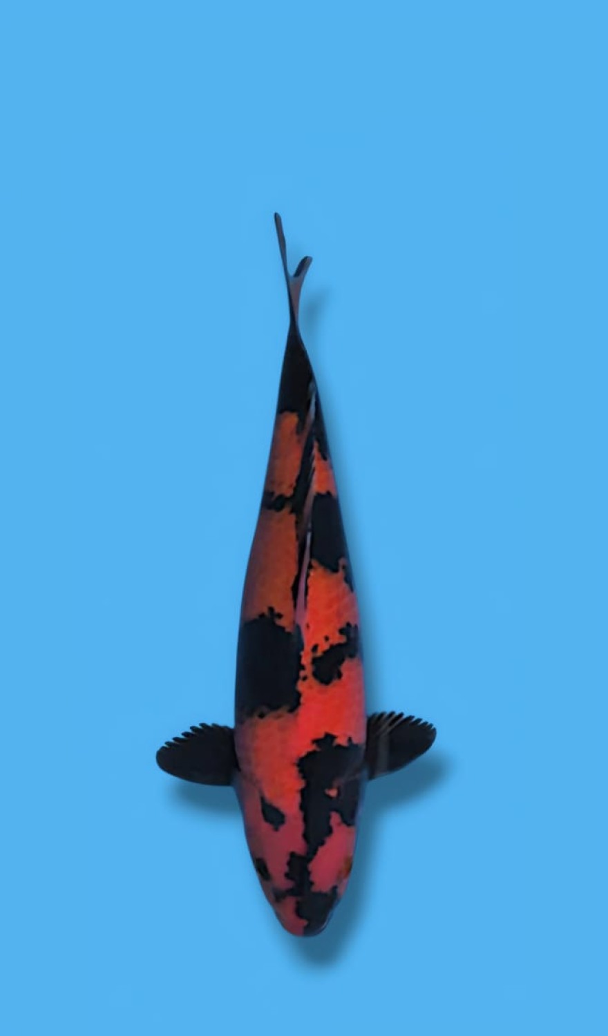 Juara 1