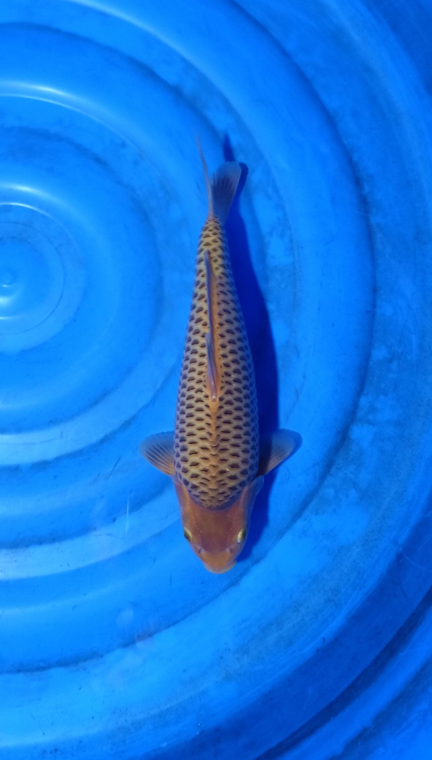 Juara 1