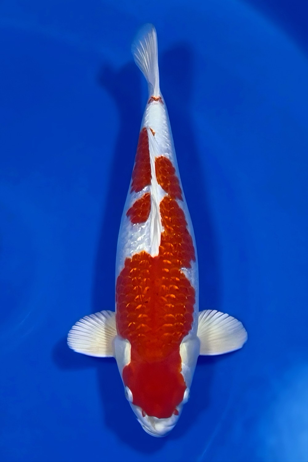 Juara 2