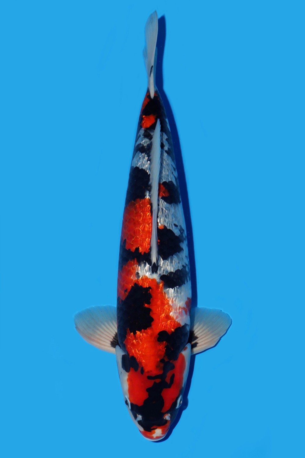 Juara 5