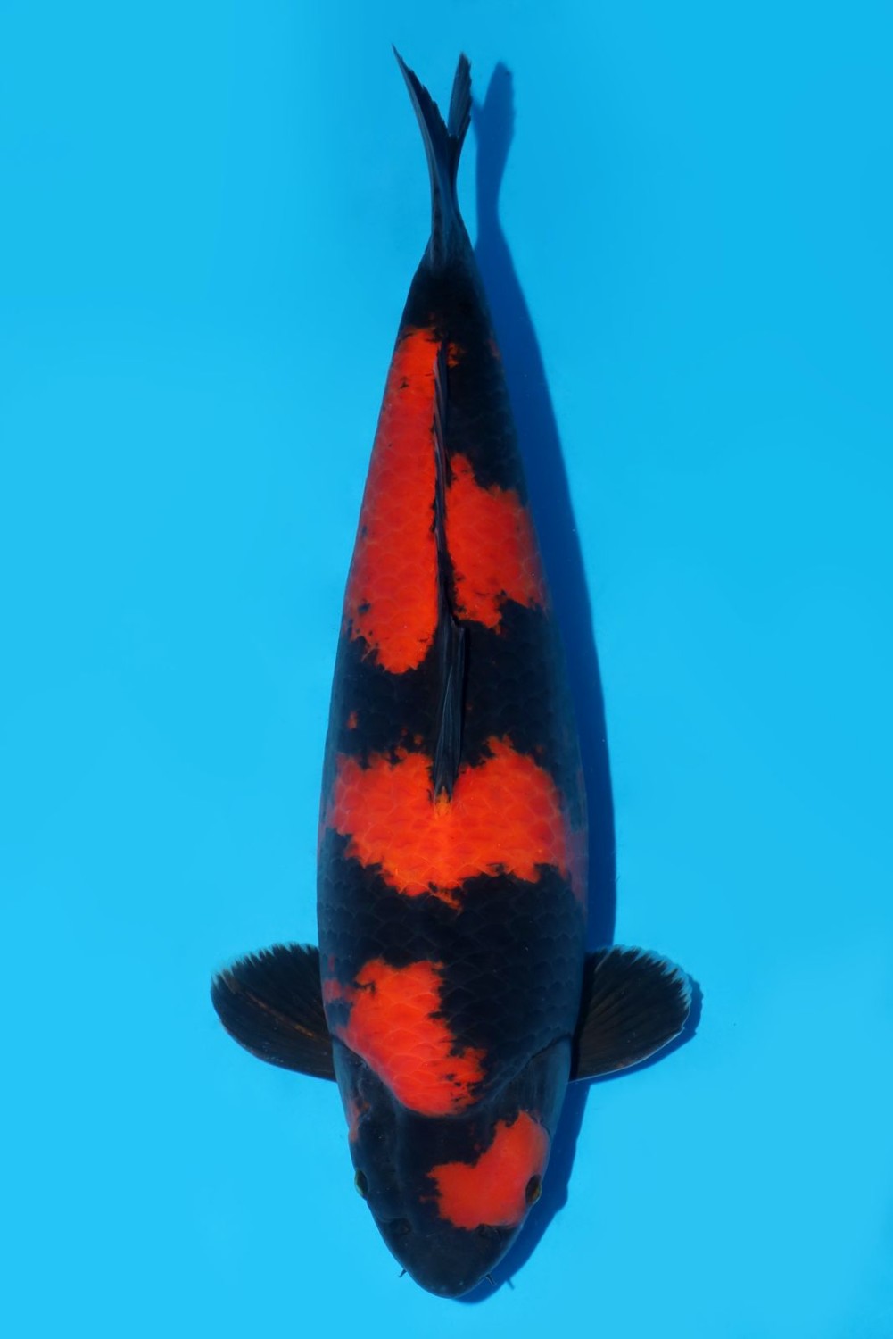 Juara 2
