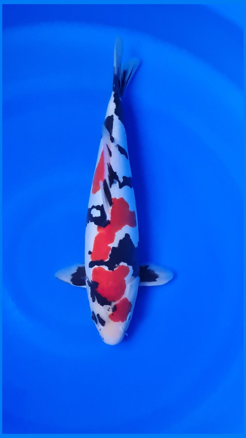 Juara 2