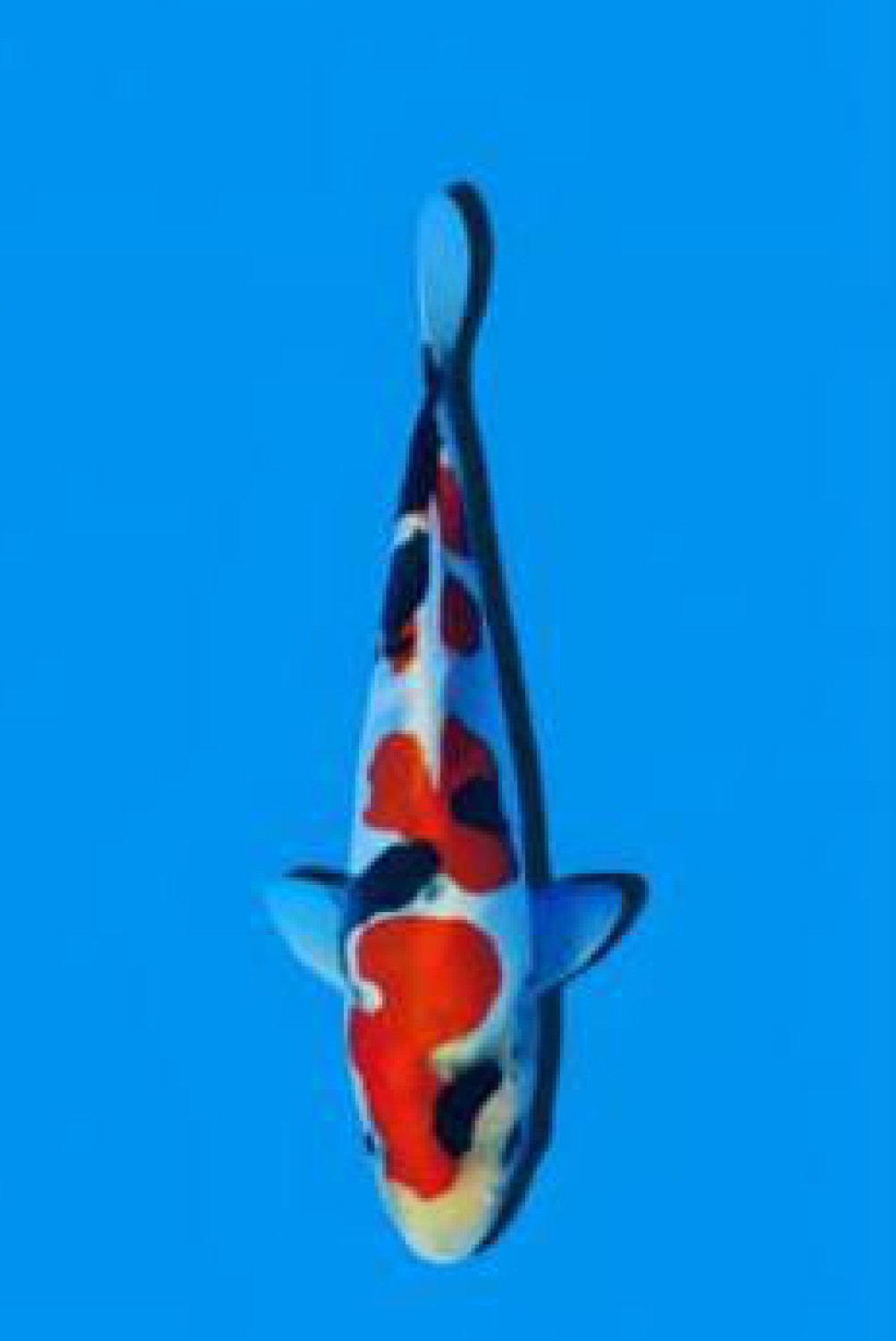Juara 1