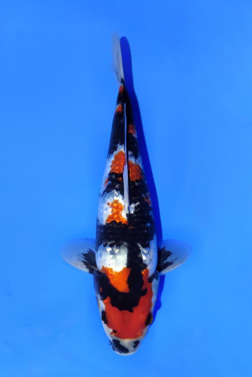 Juara 3