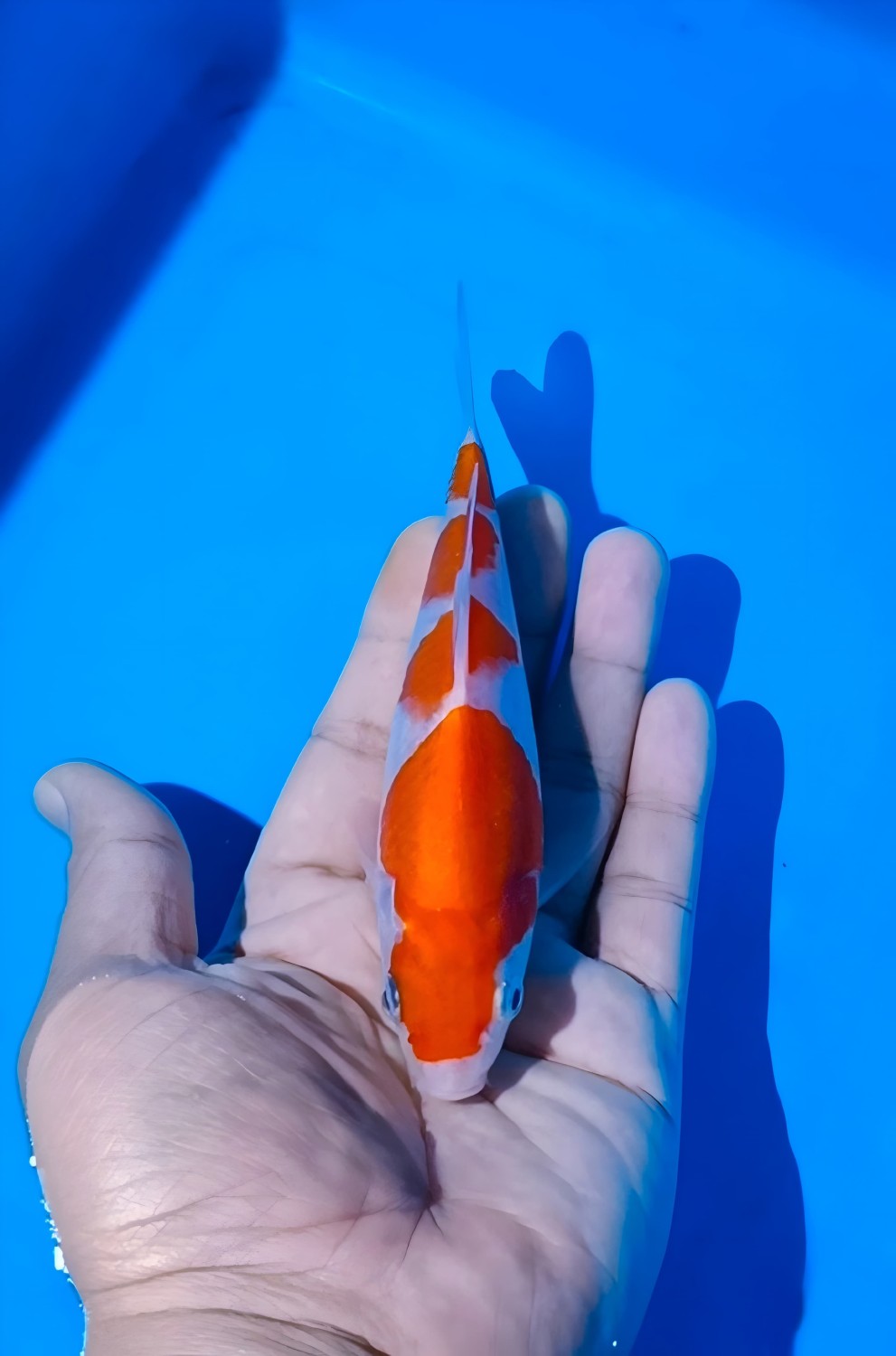 Best In Size F, 13 - 15 cm