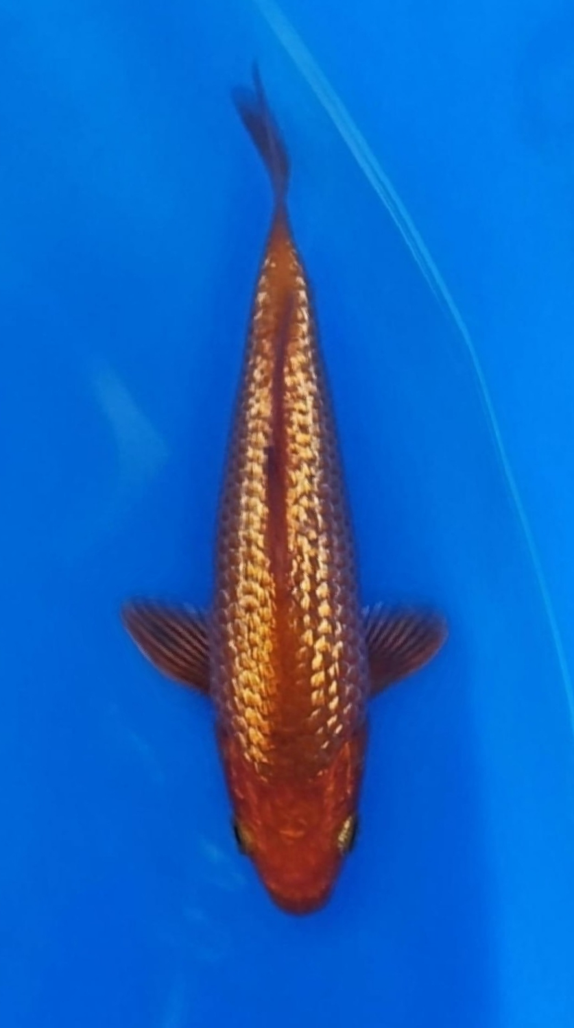 Juara 4