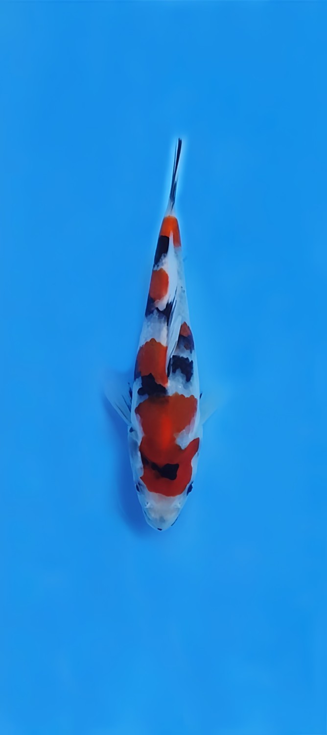 Best In Size F, 16 - 20 cm