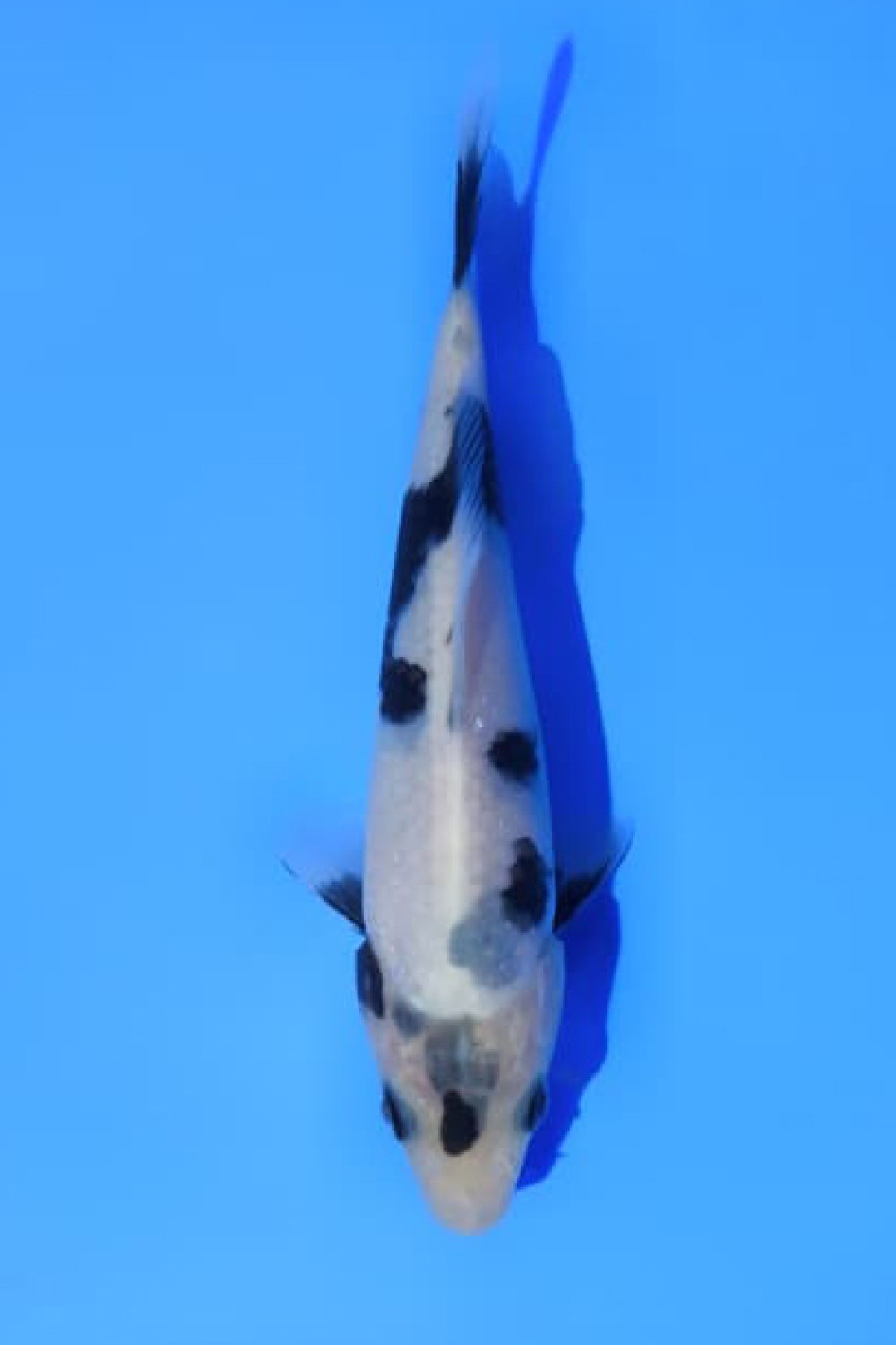Juara 5