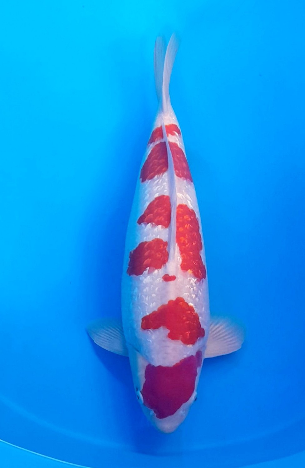 Juara 2