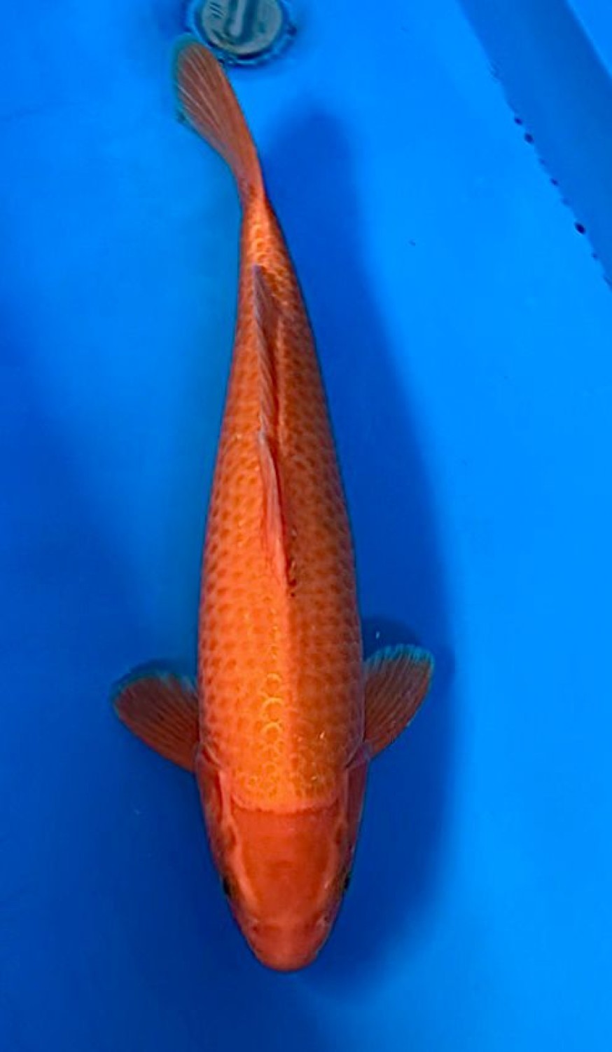 Juara 2