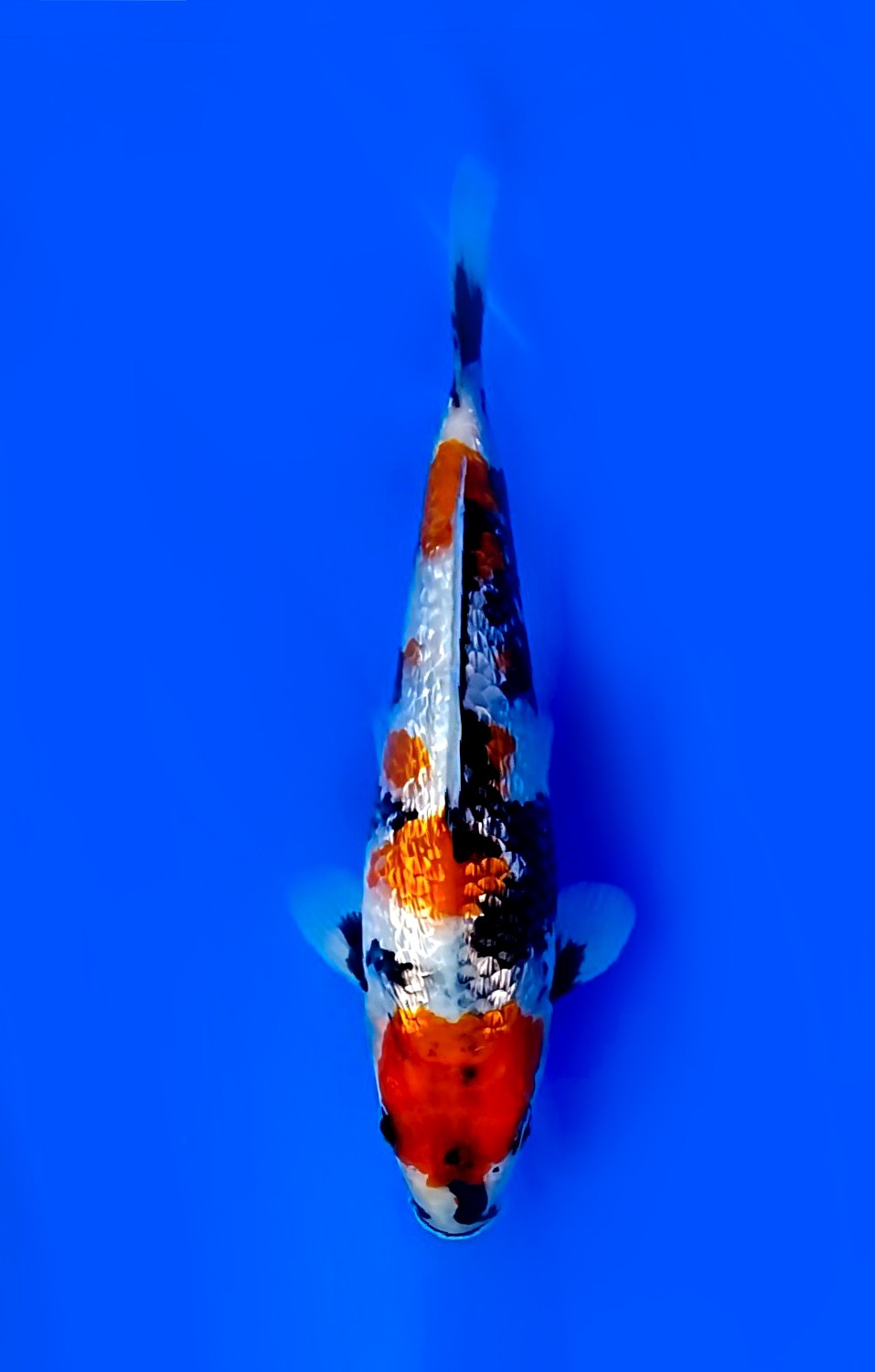 Juara 1
