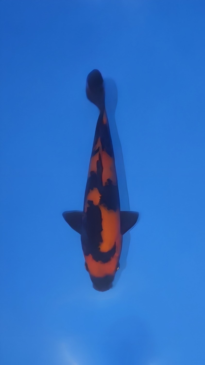 Best In Size D, 16 - 20 cm