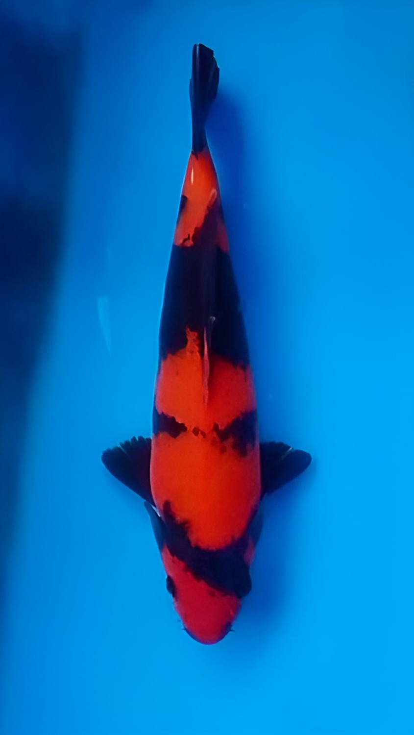 Juara 5