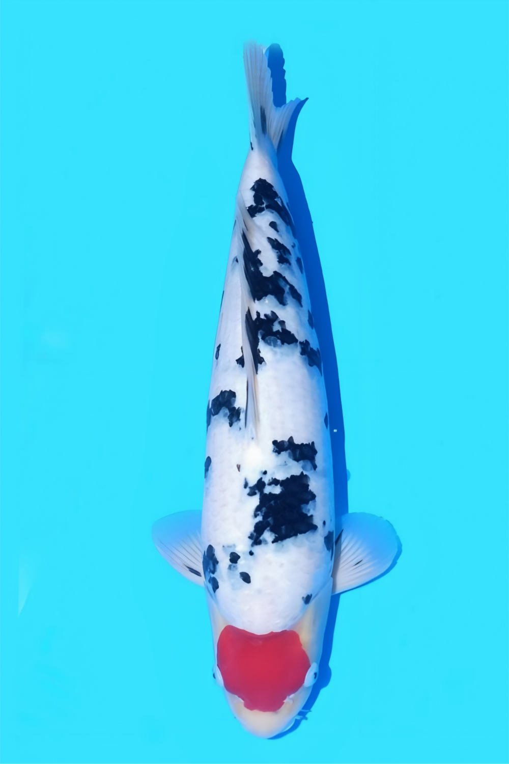 Juara 3