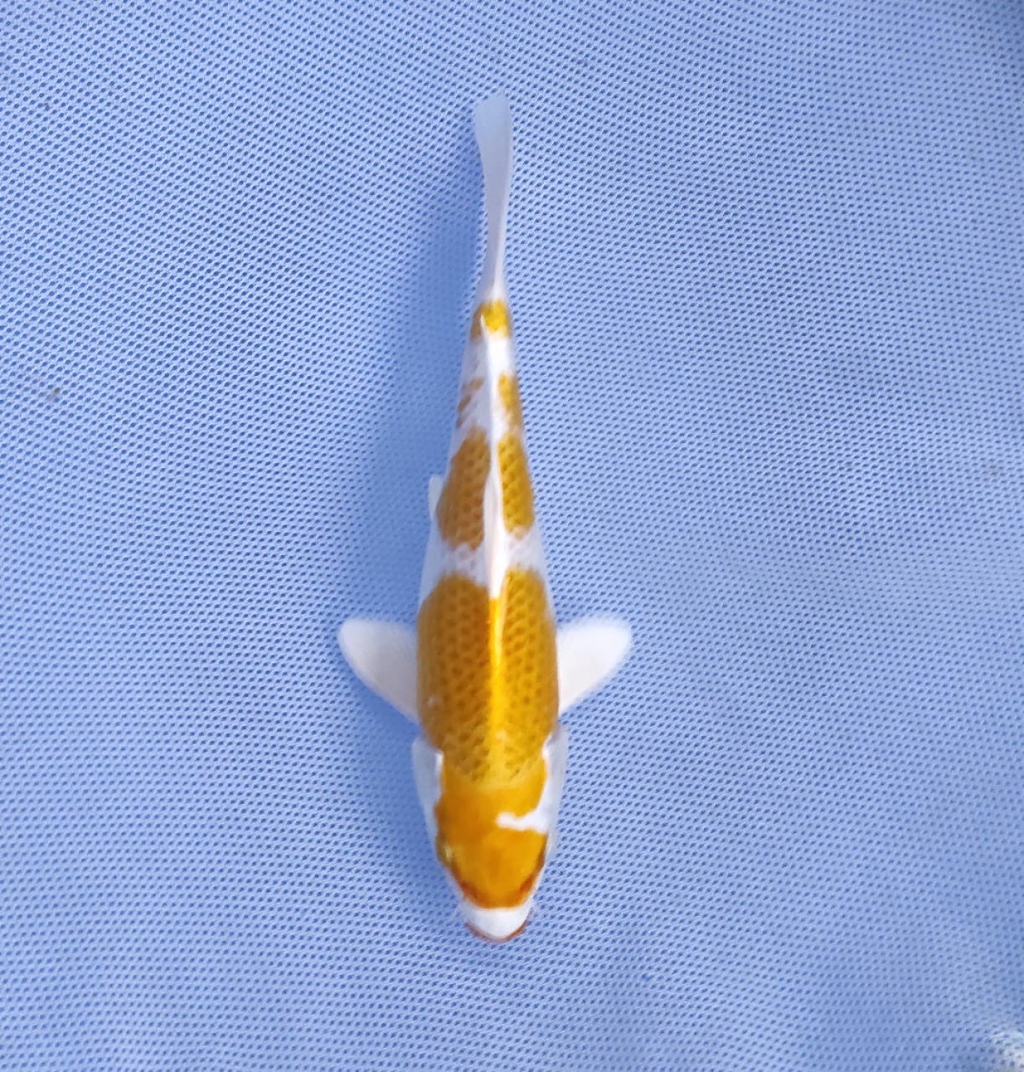 Juara 2