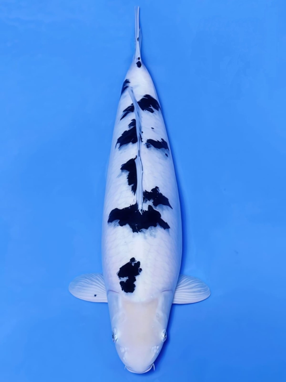 Juara 1