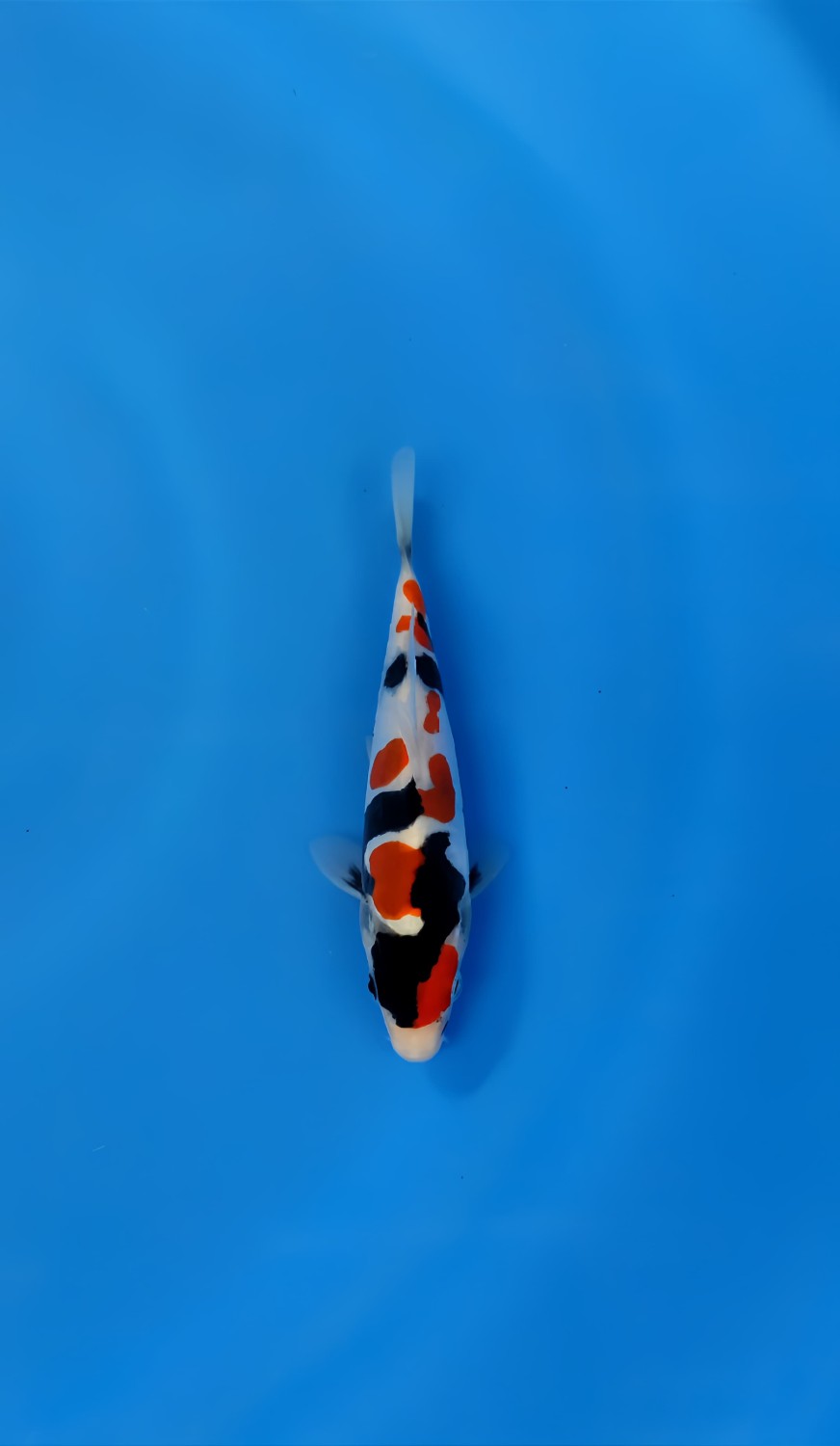 Best In Size C, 16 - 20 cm