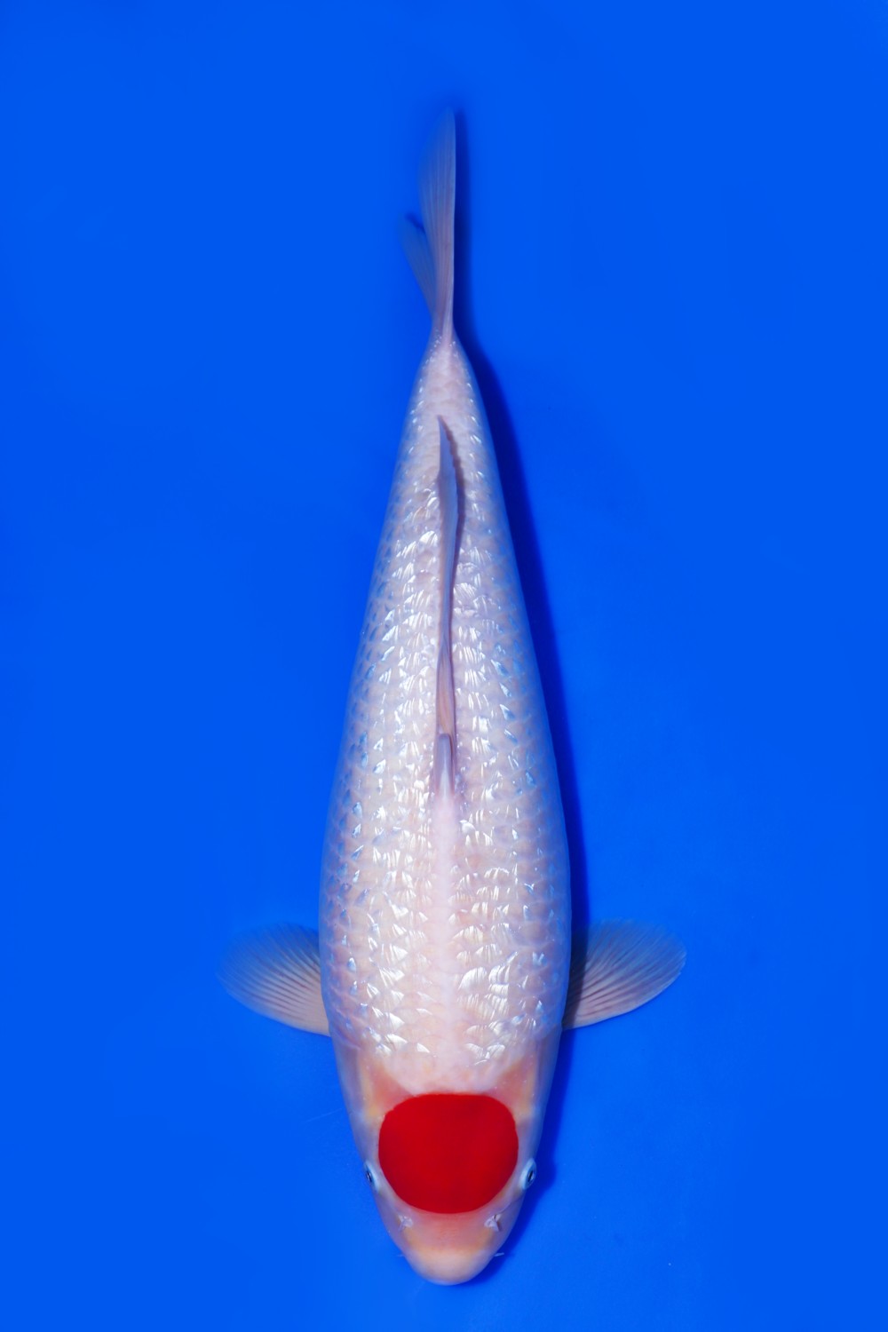 Juara 5