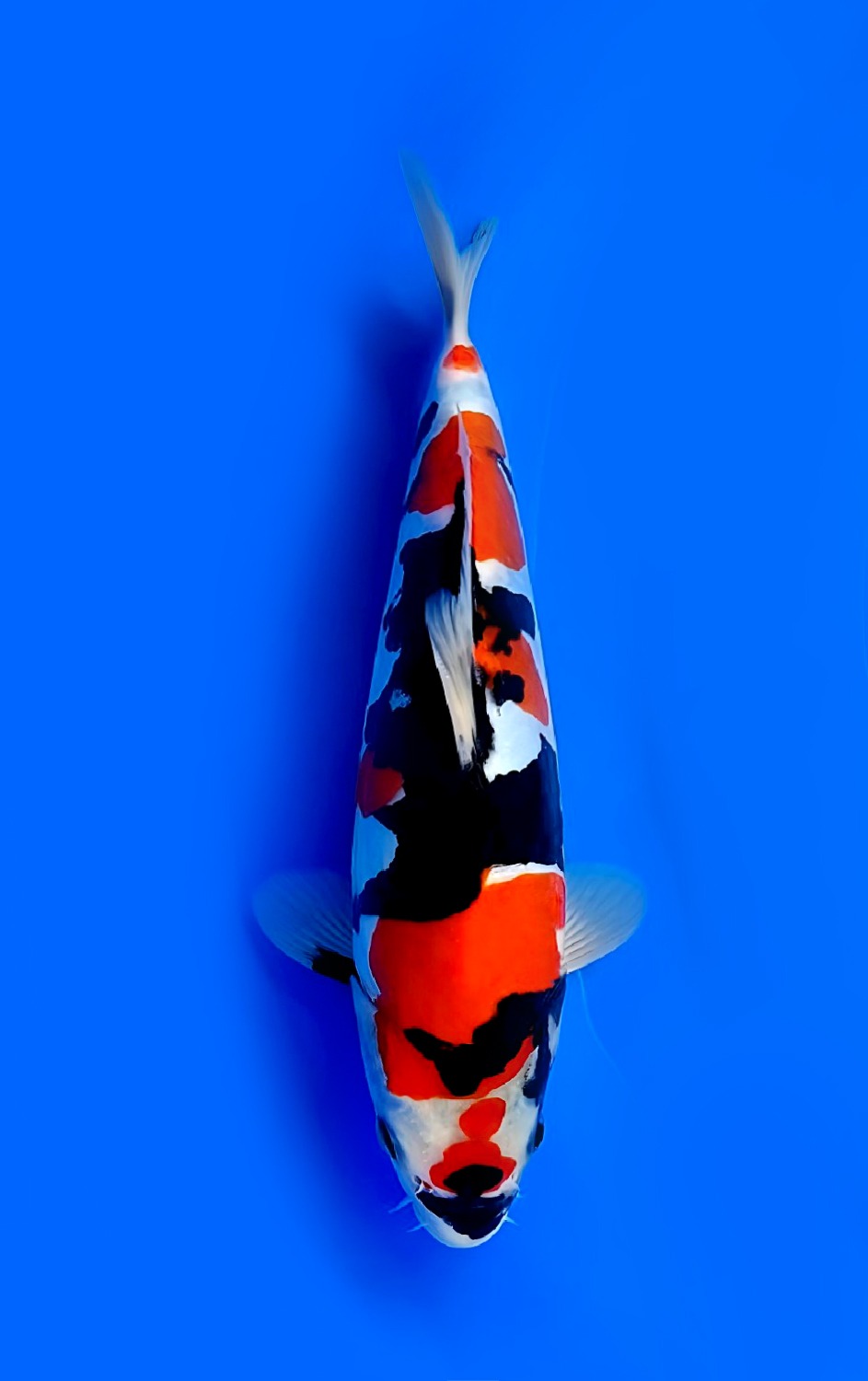 Best In Size C, 26 - 30 cm