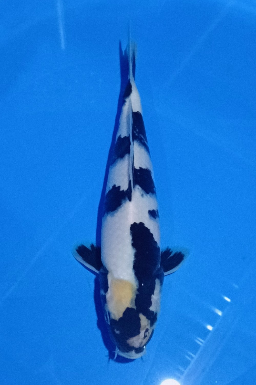 Juara 5