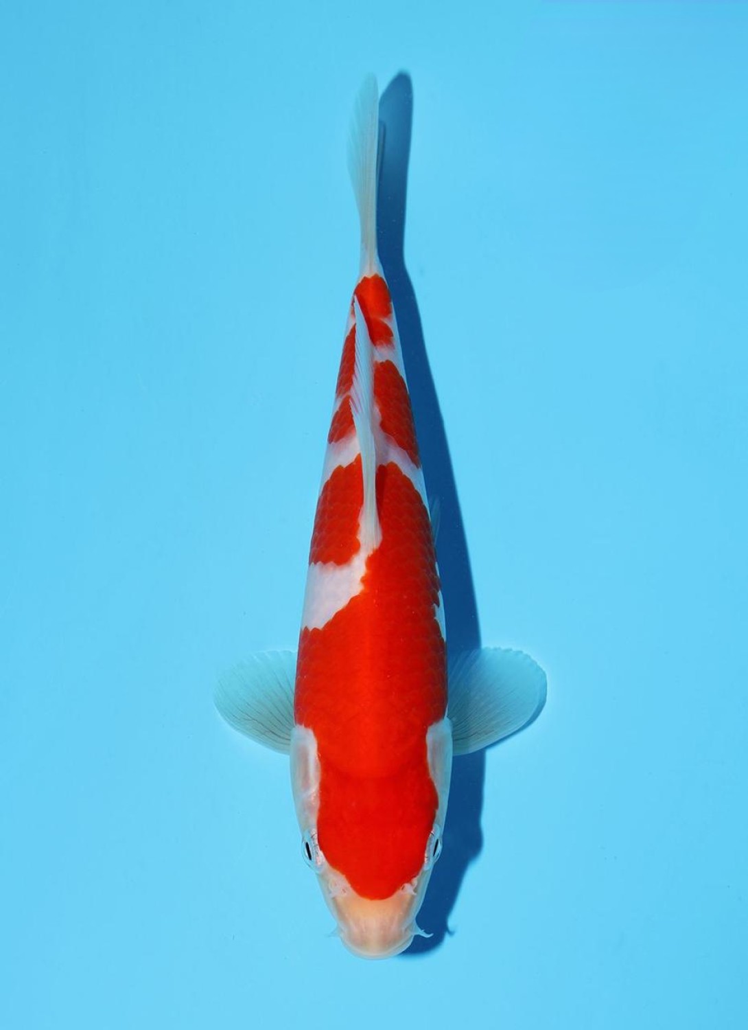Juara 5