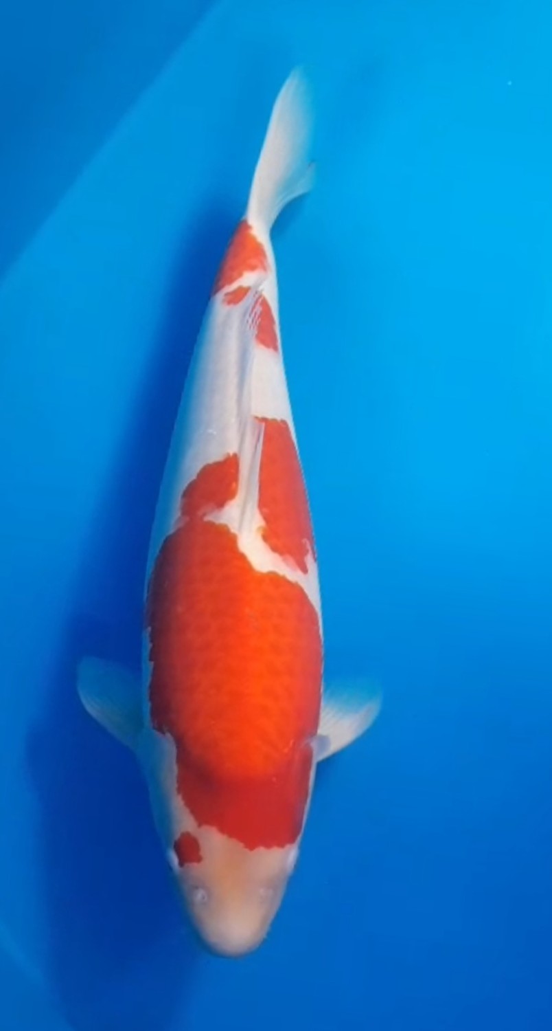 Juara 5