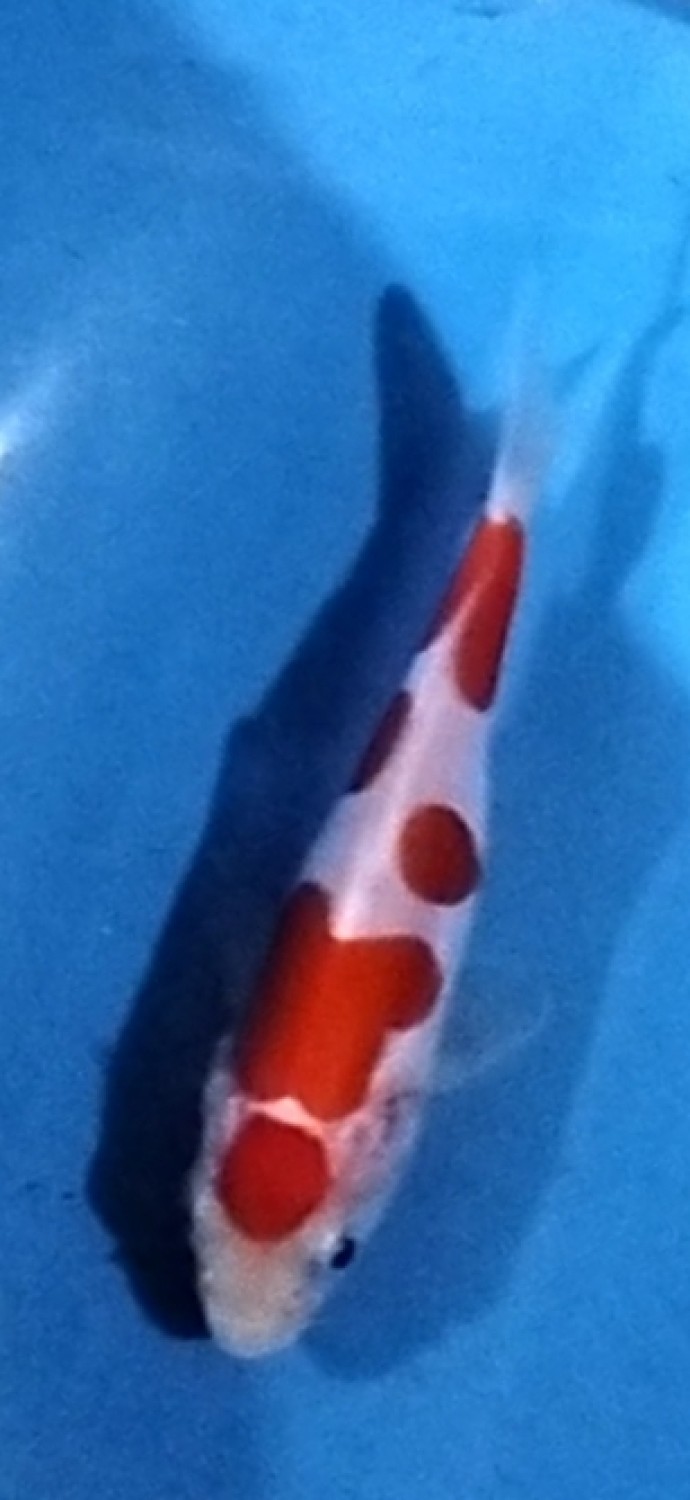 Juara 4