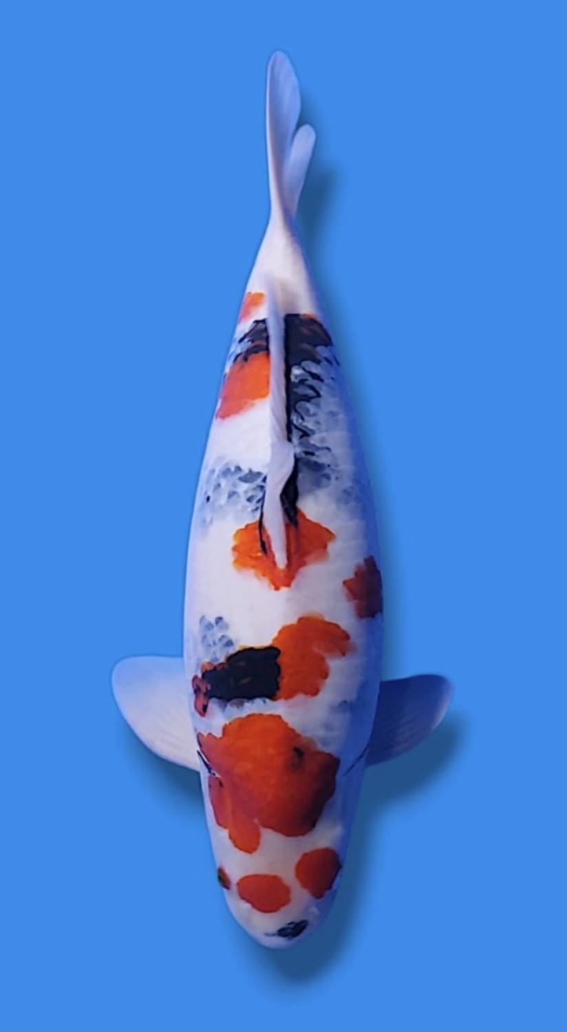 Juara 3