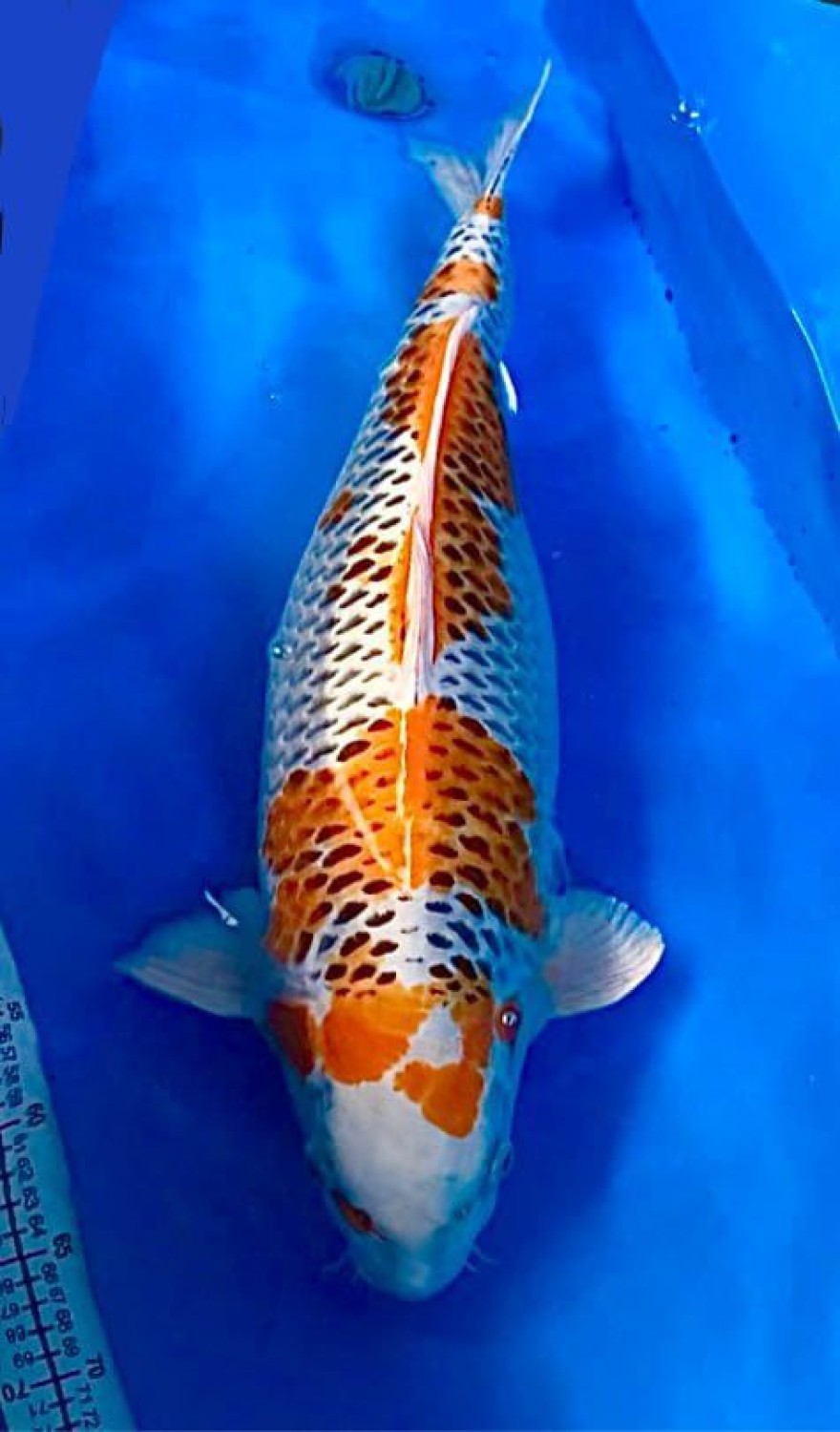 Juara 3