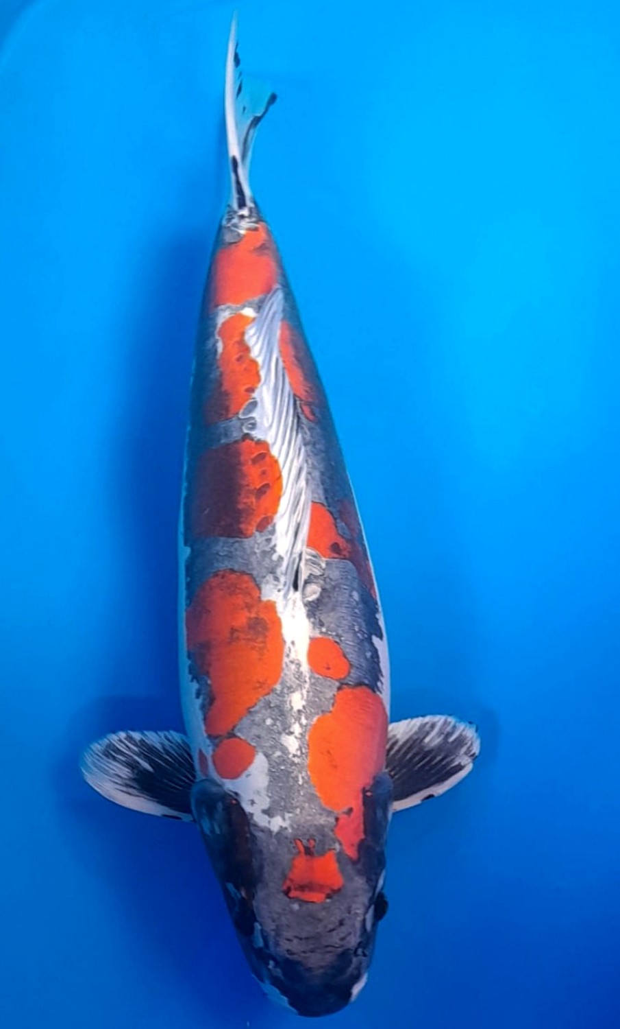 Juara 3