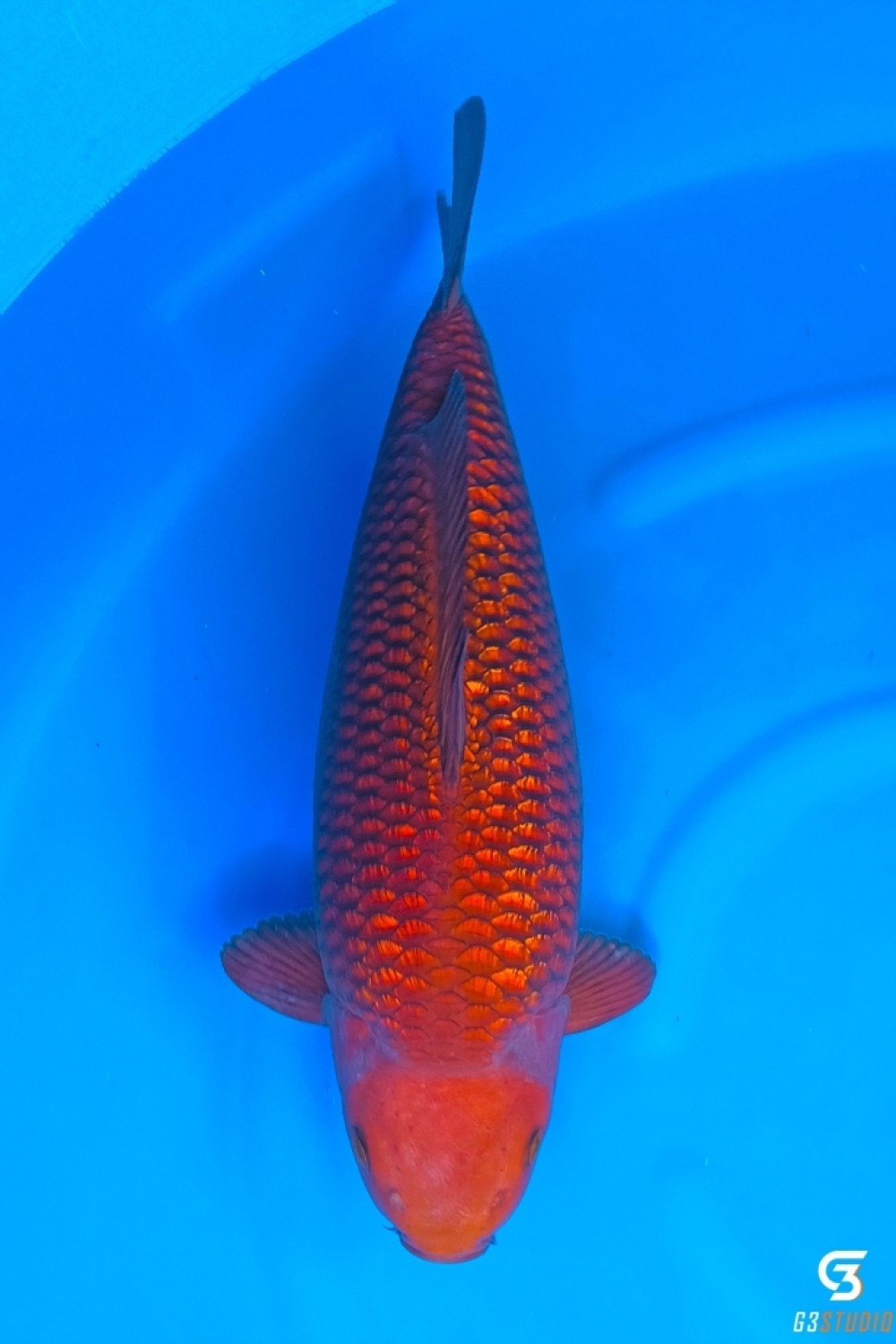 Juara 1