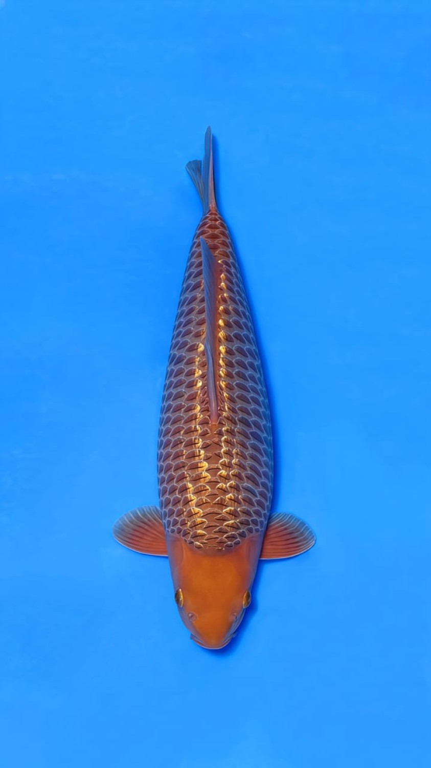 Juara 2