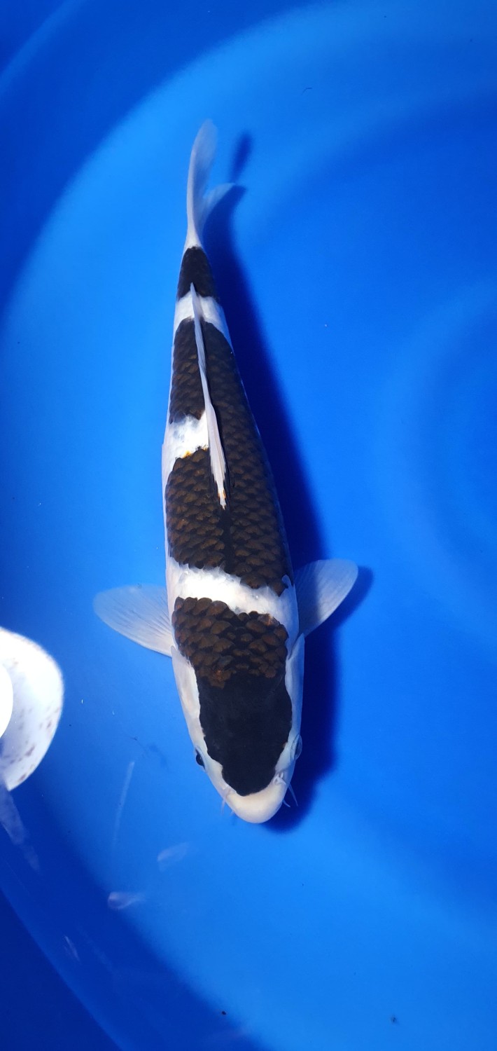 Juara 1