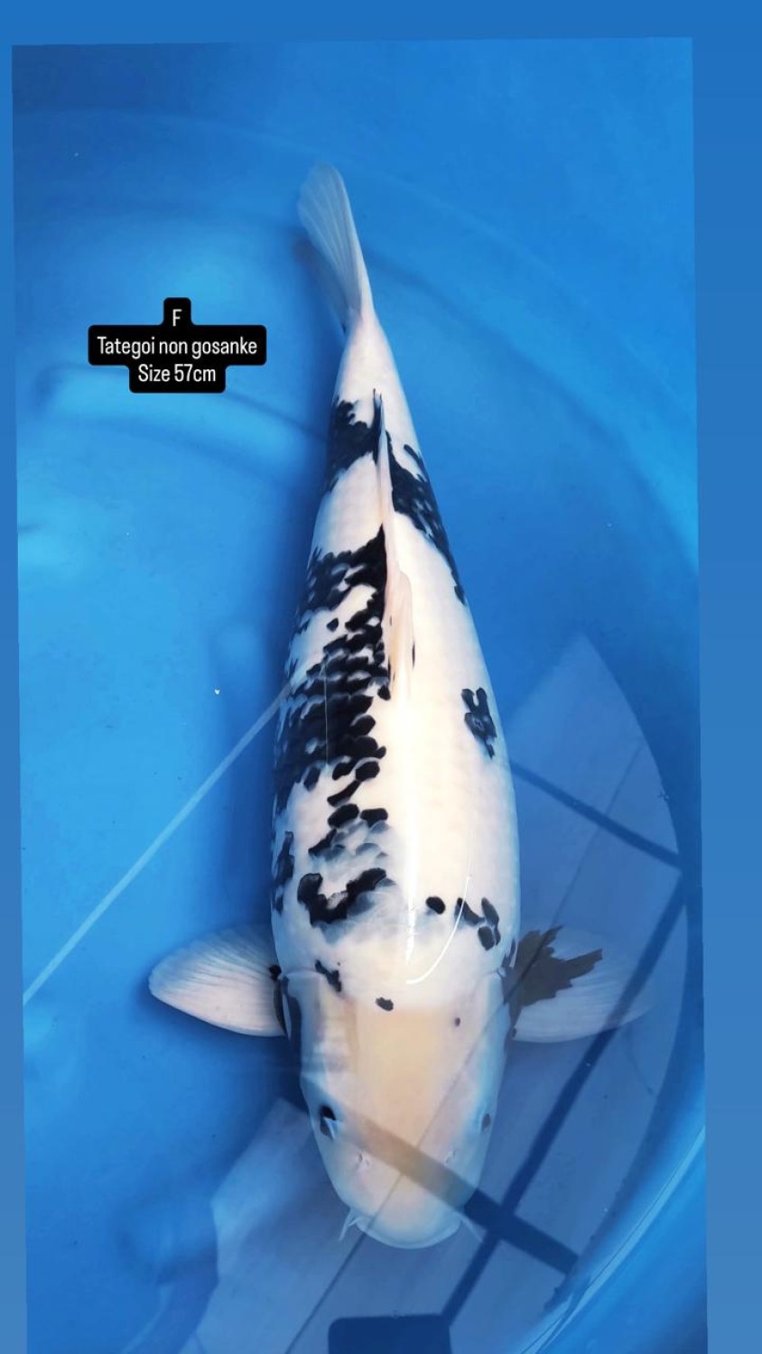 Best In Size F, 56 - 60 cm