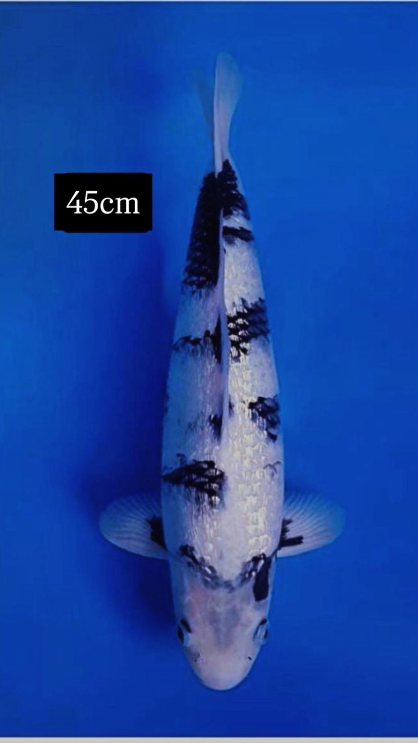 Best In Size F, 41 - 45 cm
