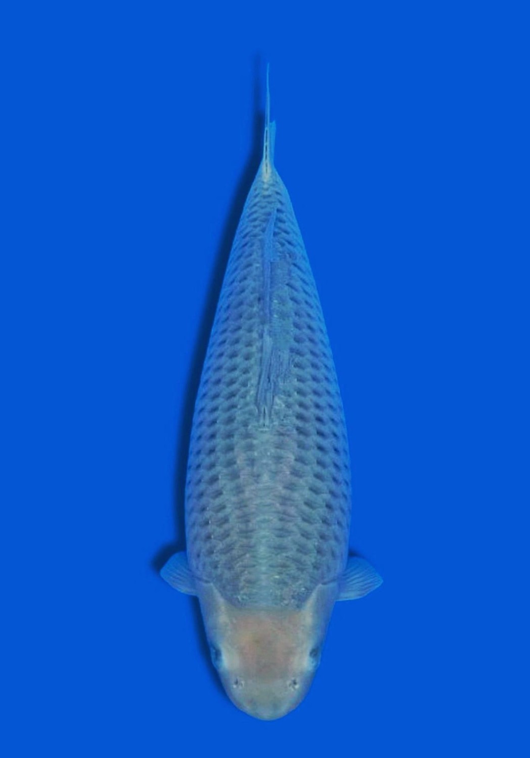 Juara 1