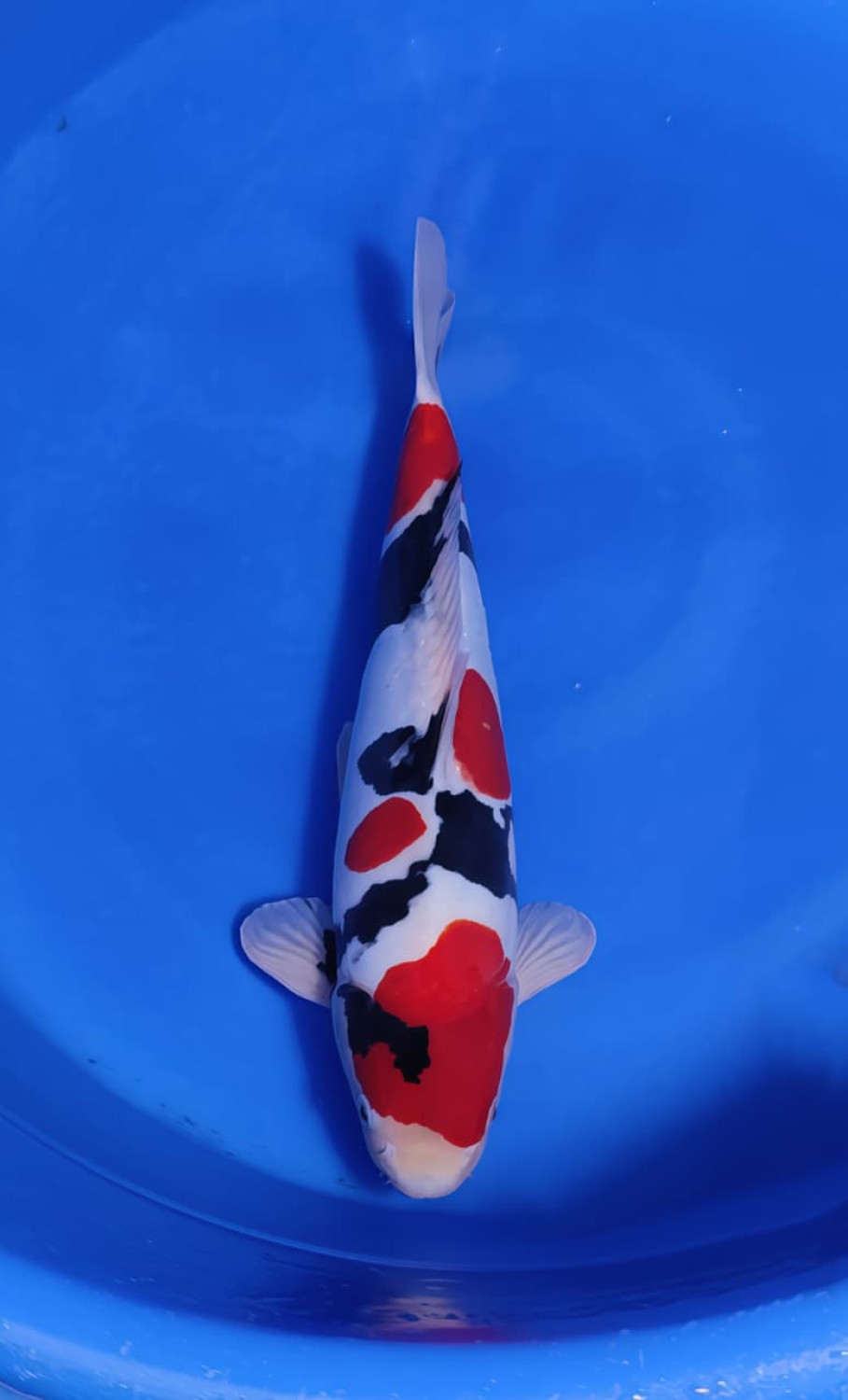 Juara 4
