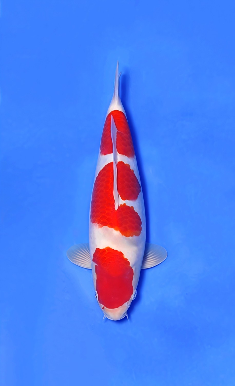 Juara 1