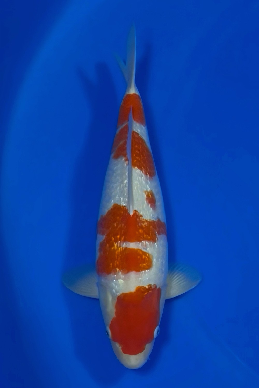 Juara 4