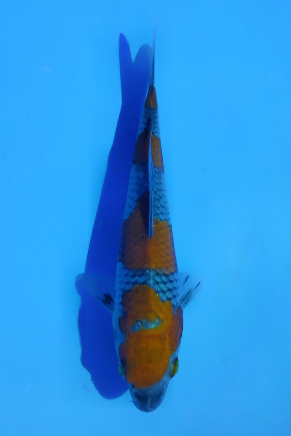 Juara 2