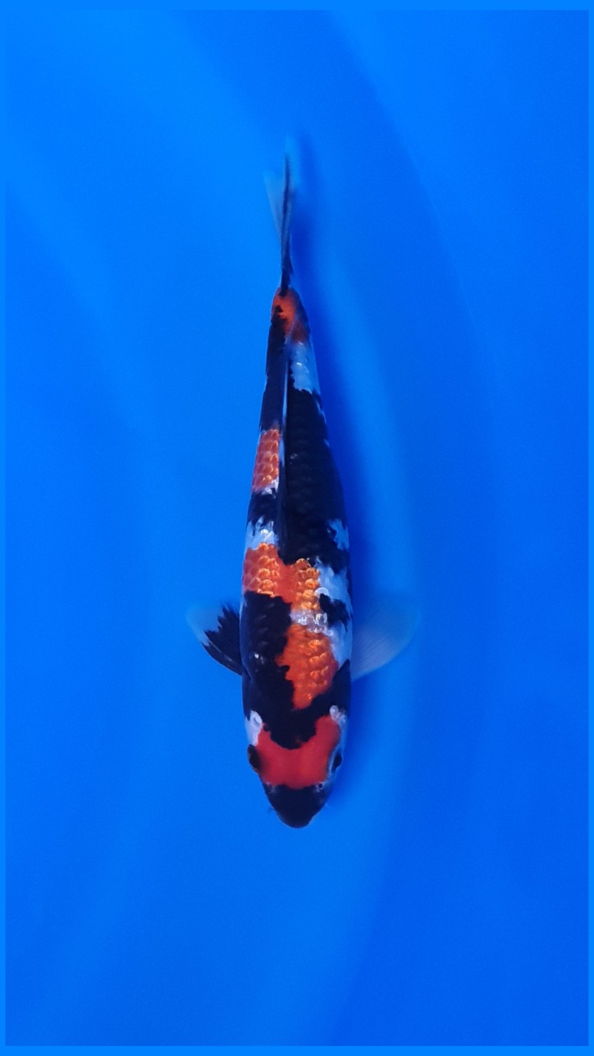 Juara 4