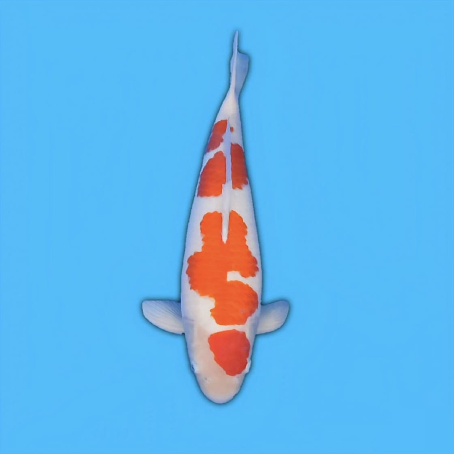 Best In Size F, 46 - 50 cm