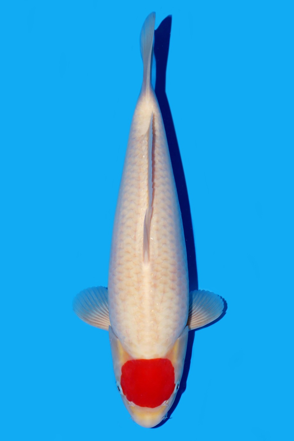 Juara 1