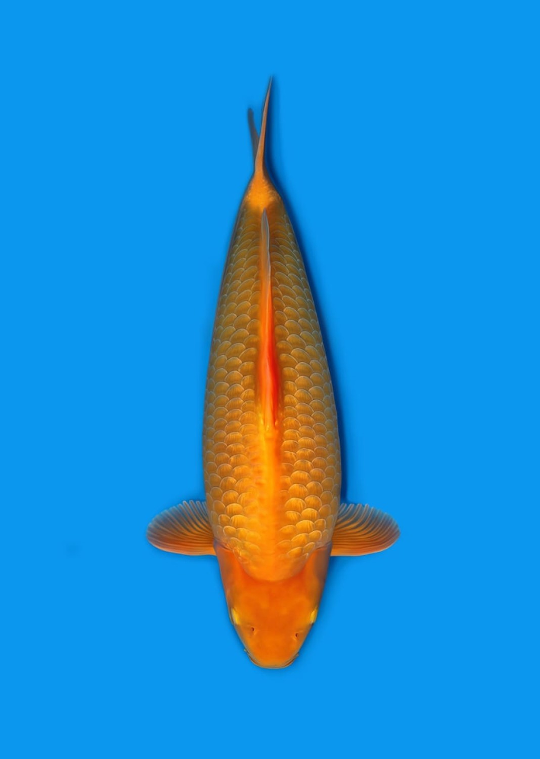 Juara 1