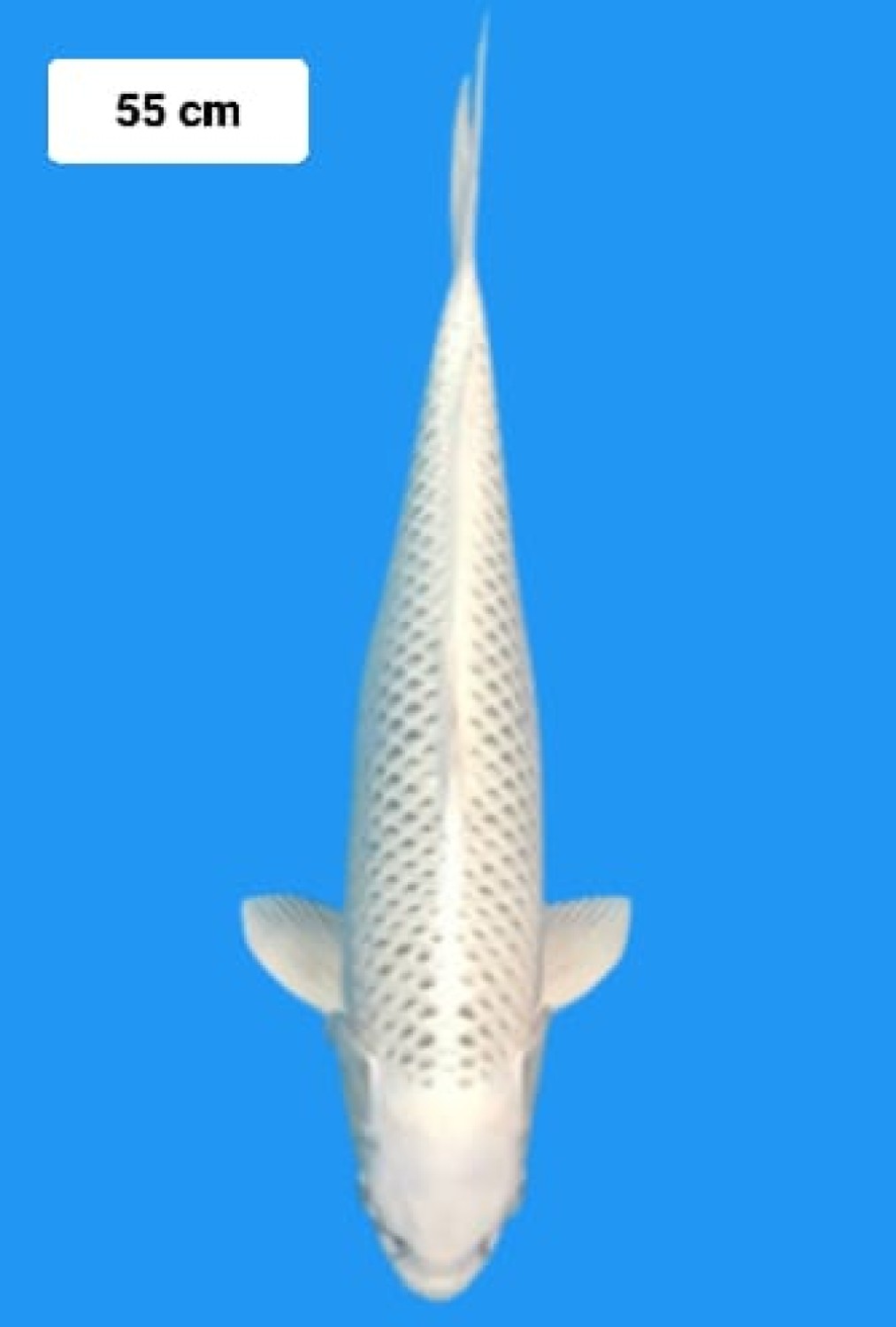 Juara 4