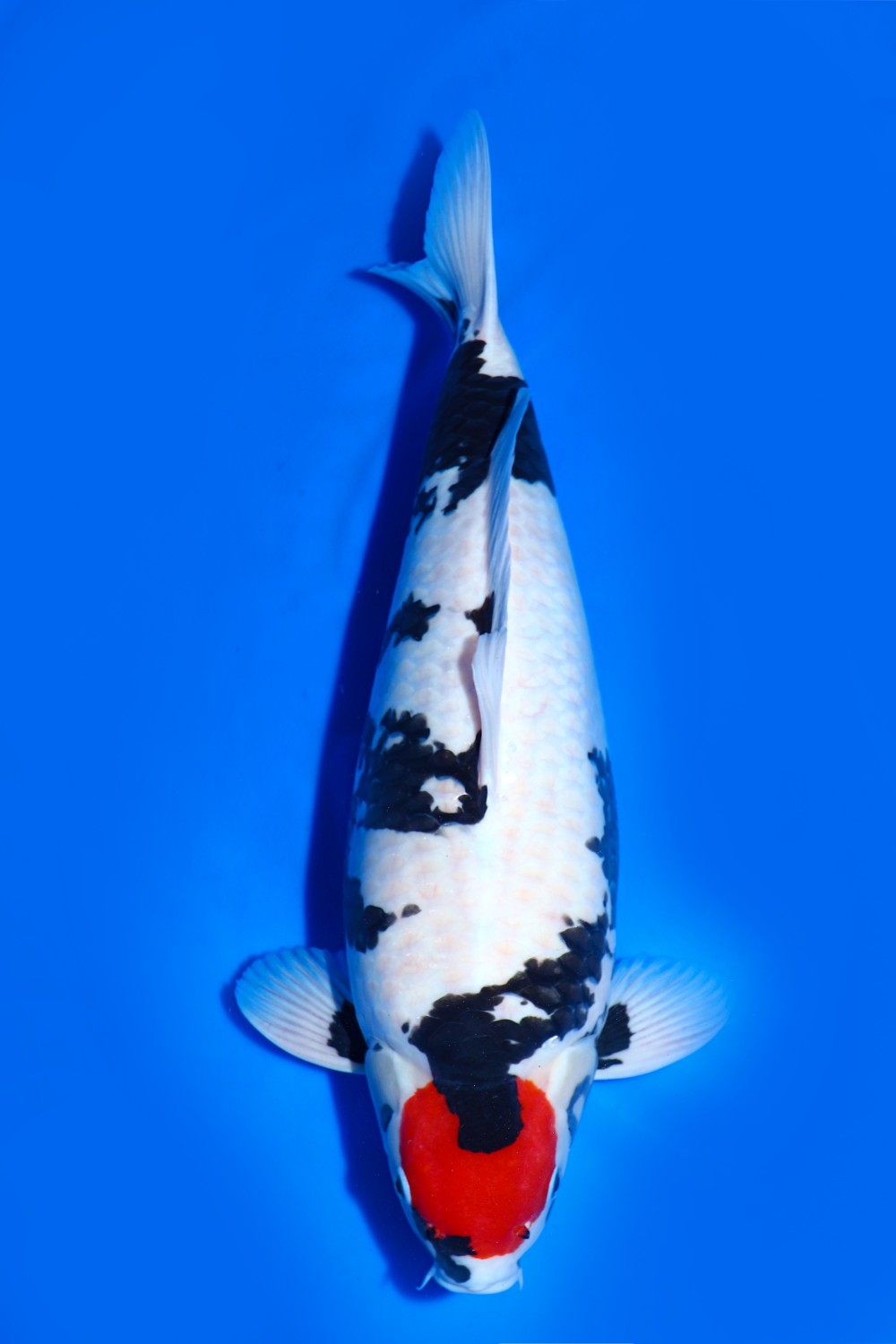 Best In Size F, 51 - 55 cm